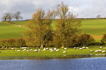 Sheep graze in flooded meadow in Windrush Valley, Burford, The Cotswolds, UK