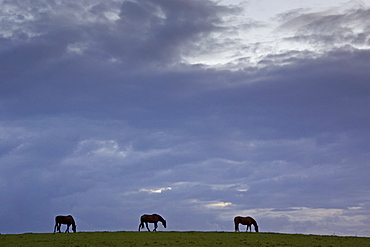 Horses grazing, Cirencester, Gloucestershire, United Kingdom