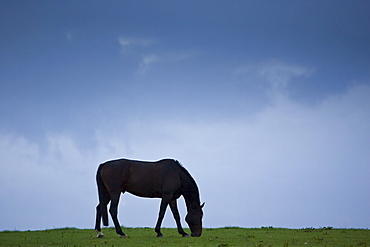 Horse grazing, Cirencester, Gloucestershire, United Kingdom