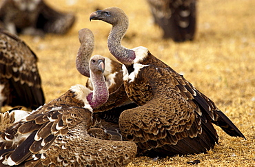 Lappet Faced Vultures, Grumet, Tanzania, East Africa