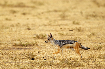 Female Jackal, Grumeti, Tanzania