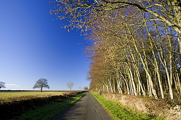 Empty country lane beside field in The Cotswolds, near Burford, Oxfordshire, United Kingdom