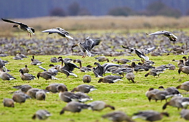 Migrating Pink-Footed geese over-wintering on marshland at Holkham, North Norfolk coast, East Anglia, Eastern England