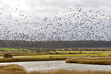 Migrating Pink-Footed geese over-wintering at Holkham, North Norfolk coast, East Anglia, Eastern England