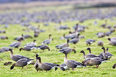 Migrating Pink-Footed geese over-wintering on marshland at Holkham, North Norfolk coast, East Anglia, Eastern England