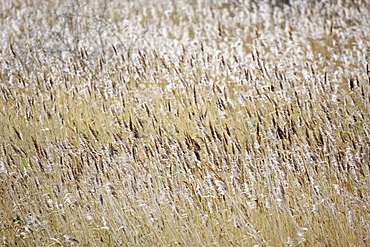 Migrating Pink-Footed geese over-wintering at Holkham, North Norfolk coast, East Anglia, Eastern England