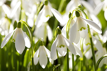 Snowdrops, Oxfordshire, England, United Kingdom