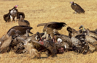 Lappet Faced Vultures feasting on an animal carcass, Grumet, Tanzania, East Africa