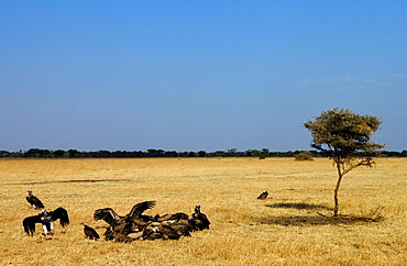 Lappet Faced Vultures feasting on an animal carcass, Grumet, Tanzania, East Africa