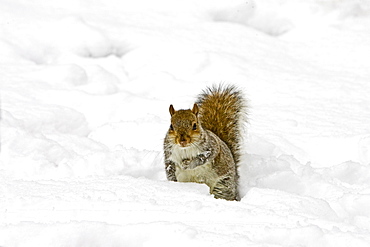 Grey squirrel in snow on Hampstead Heath, North London, United Kingdom