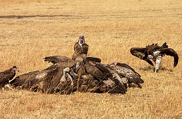 Lappet Faced Vultures feasting on an animal carcass, Grumet, Tanzania, East Africa