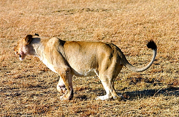 A  lioness hunting, Grumeti, Tanzania, East Africa.She has lost a paw after being caught in a poachers snare but still hunts successfully for herself and her cubs.