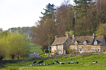 Two people walk past village scene of Oxfordshire cottages and Friesian cows, Swinbrook, The Cotswolds, England, United Kingdom