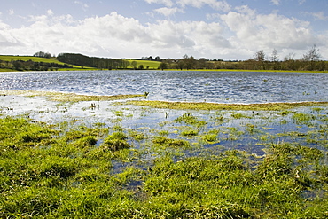 Flooded watermeadows in flood plain, near Burford, Oxfordshire, The Cotwolds, England,  United Kingdom