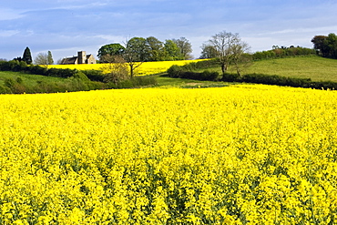 Rape seed crop field in Wyck Rissington and St Peter's Church, Little Rissington, The Cotswolds, Gloucestershire, England