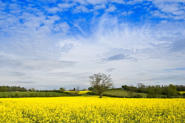 Rape seed crop field in Wyck Rissington and St Peter's Church in Little Rissington, The Cotswolds, Gloucestershire, England