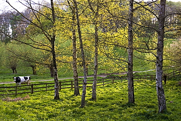 Cow in Oxfordshire field, The Cotswolds, England, United Kingdom