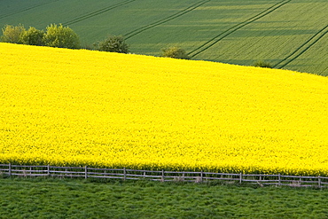 Rape seed crop field, Stow-On-The-Wold, The Cotswolds, Gloucestershire, England, United Kingdom