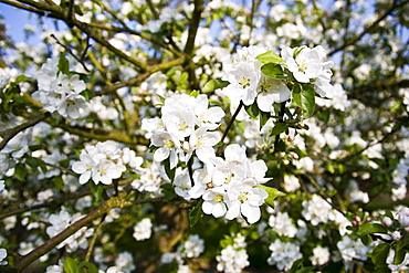 Apple blossom in orchard, The Cotswolds, England, United Kingdom