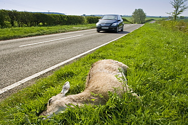 Car drives past dead deer on country road, Charlbury, Oxfordshire, United Kingdom