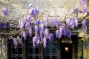 Wisreia above The Bay Tree Hotel's windows, Burford,The Cotswolds, United Kingdom