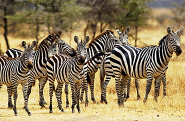 A herd of Common Plains Zebra (Grant's) Grumeti, Tanzania