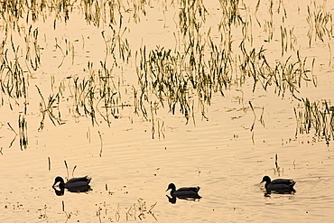 Ducks in flooded meadow, Oxfordshire, The Cotswolds, United Kingdom