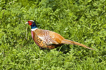 Male pheasant, The Cotswolds, Oxfordshire, United Kingdom