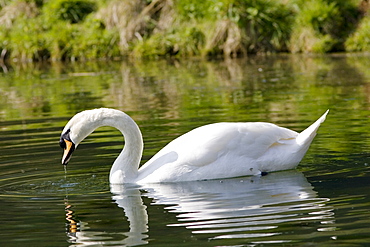 Male mute swan drinking water, Donnington, Gloucestershire, The Cotswolds, England, United Kingdom