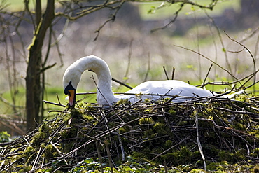 Female mute swan building her nest, Donnington, Gloucestershire, United Kingdom