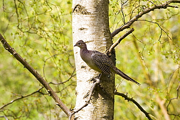 Female pheasant perched in tree, The Cotswolds, Oxfordshire, United Kingdom