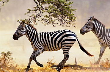 Common Plains Zebra (Grant's) Grumeti, Tanzania