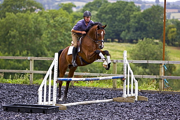 Young man schools a Dutch Warmblood horse, Oxfordshire, England