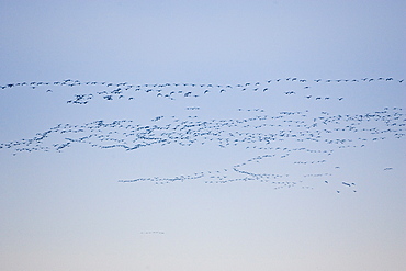 Pink-footed Geese migration, Holkham, Norfolk. Migrating birds could risk Avian Flu (Bird Flu Virus)