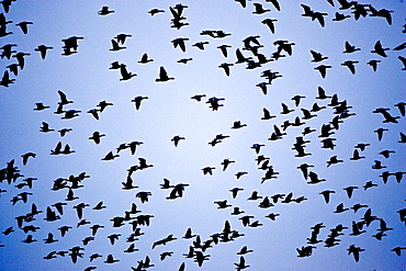 Pink-footed Geese migration, Holkham, Norfolk. Migrating birds could risk Avian Flu (Bird Flu Virus)