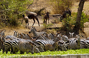 A herd of Common Plains Zebra (Grant's) drinking,  Grumeti, Tanzania