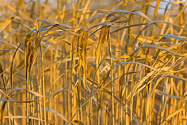 Miscanthus, elephant grass, alternative energy crop grown for fuel, Oxfordshire, United Kingdom