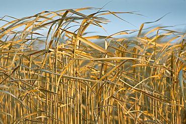 Miscanthus, elephant grass, alternative energy crop grown for fuel, Oxfordshire, United Kingdom