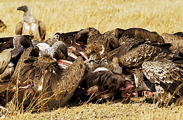 Lappet Faced Vultures feasting on an animal carcass, Grumet, Tanzania, East Africa