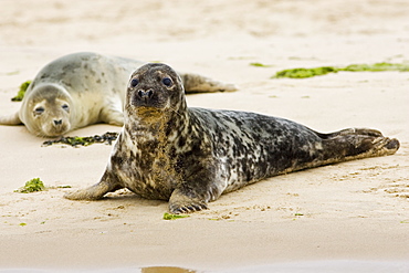 Common Grey Seals, Norfolk, United Kingdom