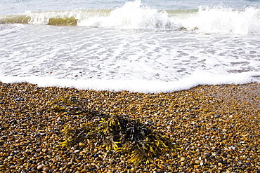 Seaweed washed up on Cley Beach, North Norfolk coast, United Kingdom