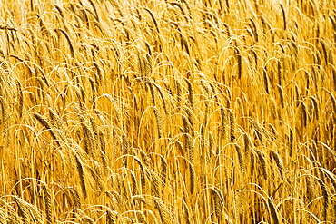 Barley field in Norfolk, United Kingdom