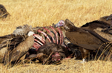 Lappet Faced Vultures feasting on an animal carcass, Grumet, Tanzania, East Africa