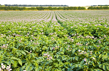 Potato crop grown for supermarkets, near Holkham, United Kingdom