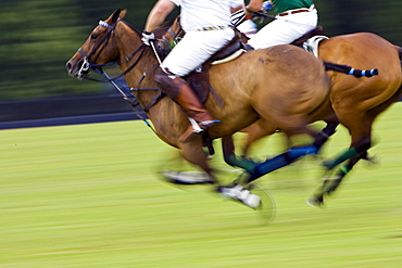 Ponies and riders at Guards Polo Club in Windsor, United Kingdom