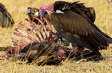 Lappet Faced Vulture Grumeti, Tanzania, East Africa