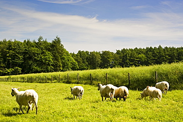 Sheep on a Dorset farm, United Kingdom