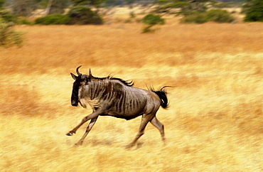 Migrating Blue Wildebeest running, Grumeti, Tanzania