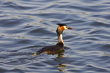 Great Crested Grebe, Norfolk Broads, United Kingdom