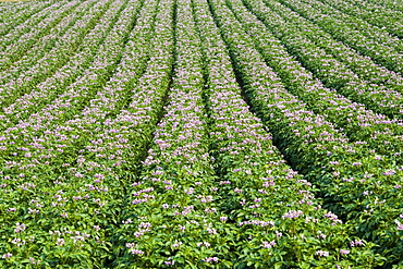 Potato crop grown for supermarkets, near Holkham, United Kingdom